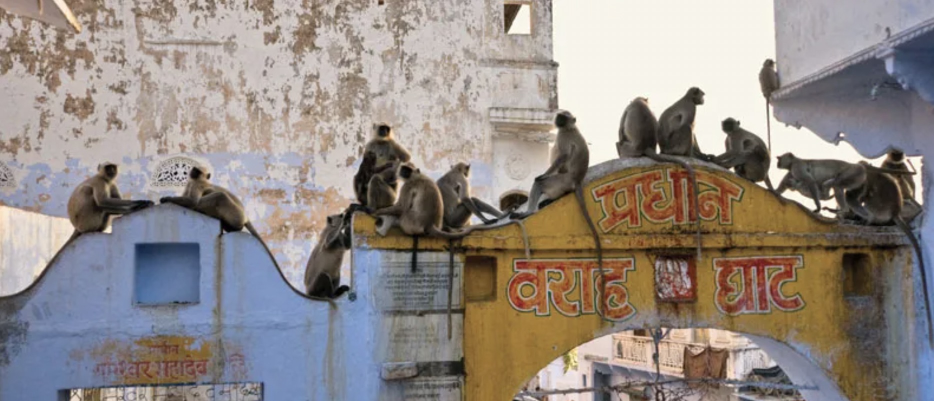 30 Pics Showing The Unstoppable Monkeyfication of Our Cities 